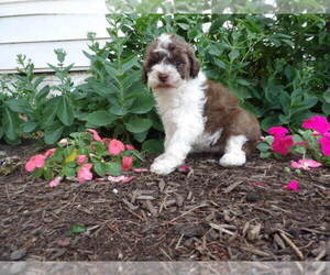 Maltipoo Puppy for Sale in SUGARCREEK, Ohio USA