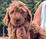 Puppy Annie Goldendoodle-Poodle (Standard) Mix