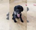 Small #7 Poodle (Standard)