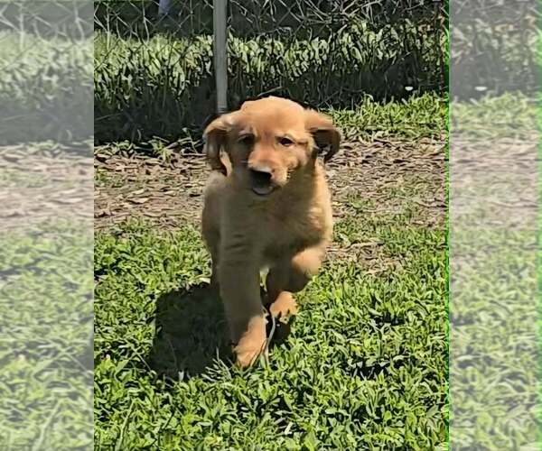 Medium Photo #1 Golden Retriever Puppy For Sale in RIGA, MI, USA