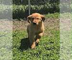 Image preview for Ad Listing. Nickname: Lucy