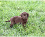 Small #4 Labrador Retriever