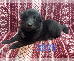 Gollie Puppy for sale in MONCLOVA, OH, USA