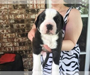 Bullypit Puppy for sale in AUBREY, TX, USA