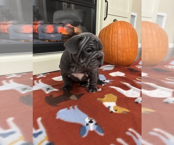 Medium Photo #4 French Bulldog Puppy For Sale in FLORAL CITY, FL, USA