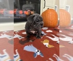 Small #3 French Bulldog