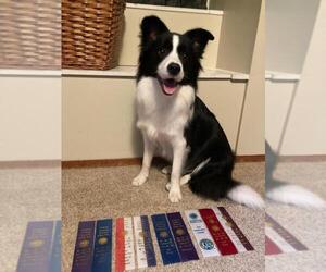 Mother of the Border Collie puppies born on 12/29/2024