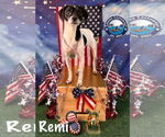 Small #3 Rat Terrier Mix