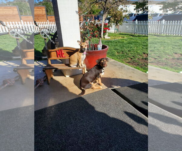 Medium Photo #7 Daug Puppy For Sale in Escondido, CA, USA
