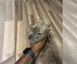 Small #1 American French Bull Terrier