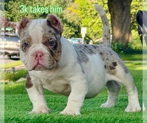 American Bully Puppy for sale in LANCASTER, PA, USA
