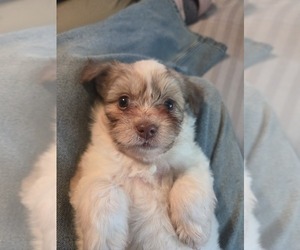 Maltipom-Pomeranian Mix Puppy for sale in HUDSON, MA, USA