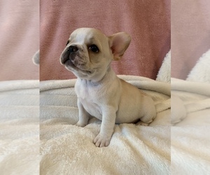 French Bulldog Puppy for sale in JOHNS ISLAND, SC, USA