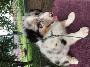 Australian Shepherd Puppy for sale in DANVILLE, PA, USA