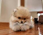 Small Photo #5 Pomeranian Puppy For Sale in WEST CHICAGO, IL, USA
