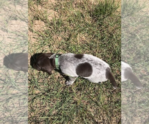 Medium Photo #9 German Shorthaired Pointer Puppy For Sale in BOERNE, TX, USA