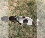 Small Photo #9 German Shorthaired Pointer Puppy For Sale in BOERNE, TX, USA
