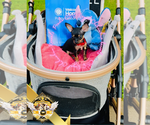 Small Chihuahua