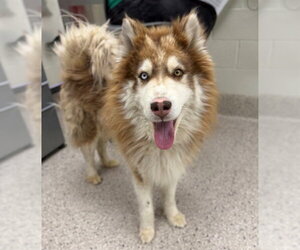 Siberian Husky Dogs for adoption in Brighton, CO, USA