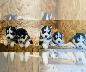 Siberian Husky Litter for sale in BERNHARDS BAY, NY, USA