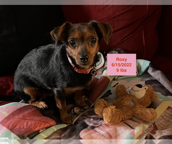 Medium Photo #2 Chihuahua-Unknown Mix Puppy For Sale in West Hollywood, CA, USA