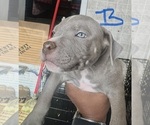 Small #3 American Bully