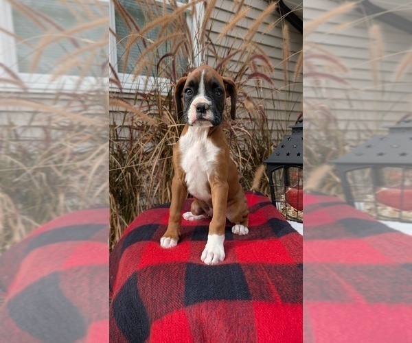 Medium Photo #27 Boxer Puppy For Sale in GOSHEN, IN, USA