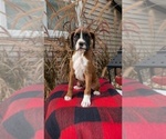 Small Photo #13 Boxer Puppy For Sale in GOSHEN, IN, USA