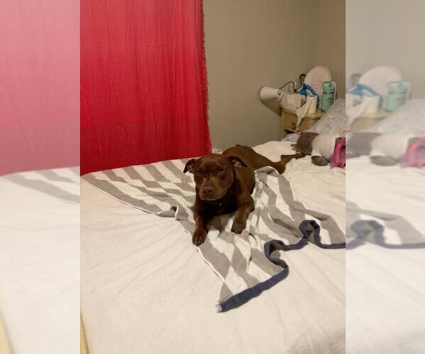Medium Photo #25 American Staffordshire Terrier-Labrador Retriever Mix Puppy For Sale in Holly Springs, NC, USA