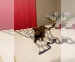 Small #24 American Staffordshire Terrier-Labrador Retriever Mix