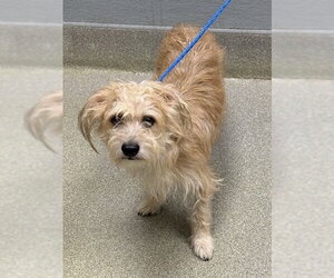 Mutt Dogs for adoption in Las Vegas, NV, USA