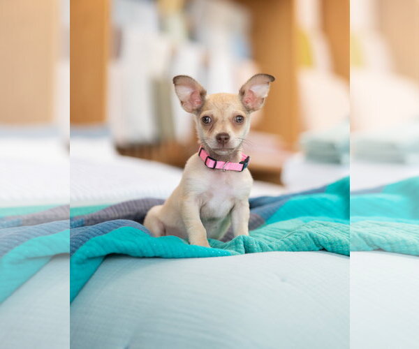 Medium Photo #1 Chihuahua-Unknown Mix Puppy For Sale in Marina Del Rey, CA, USA