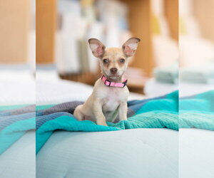 Chihuahua-Unknown Mix Dogs for adoption in Marina Del Rey, CA, USA