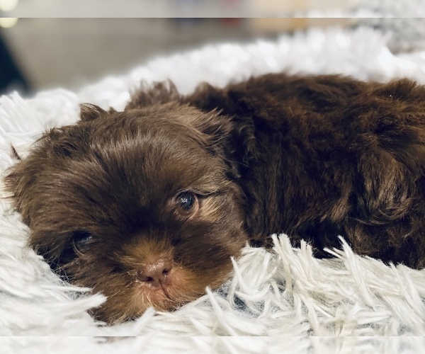 Medium Photo #5 Shih Tzu Puppy For Sale in MESA, AZ, USA
