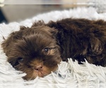Small Photo #5 Shih Tzu Puppy For Sale in MESA, AZ, USA