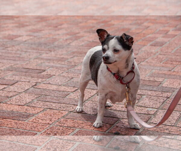 Medium Photo #13 Chihuahua-Unknown Mix Puppy For Sale in San Jose, CA, USA