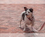 Small #12 Chihuahua Mix