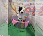 Small Photo #2 Sheepadoodle Puppy For Sale in BELLEFONTE, PA, USA