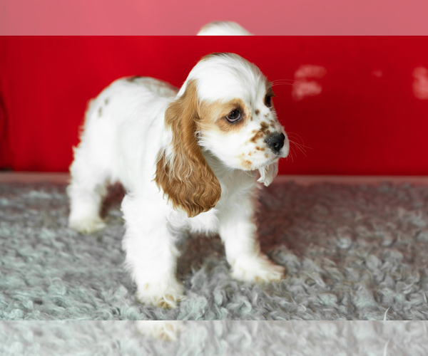 Medium Photo #4 Cocker Spaniel Puppy For Sale in NAPPANEE, IN, USA