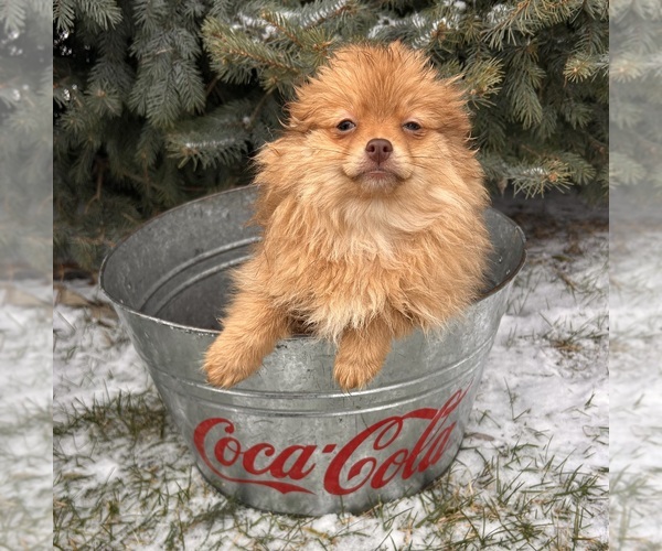 Medium Photo #1 Pomeranian Puppy For Sale in MIDDLEBURY, IN, USA