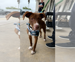 Small #18 Lab-Pointer
