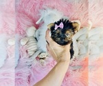 Small #6 Yorkshire Terrier