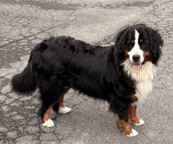 Medium Photo #1 Bernese Mountain Dog Puppy For Sale in EMLENTON, PA, USA