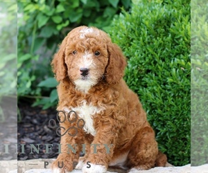 Goldendoodle (Miniature) Puppy for sale in LITITZ, PA, USA
