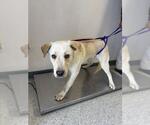 Small Labrador Retriever Mix