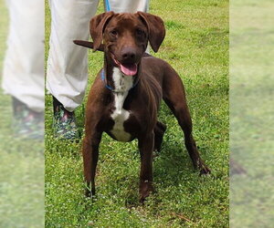 Labrador Retriever-Unknown Mix Dogs for adoption in Wetumpka, AL, USA