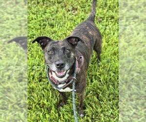 Medium American Staffordshire Terrier