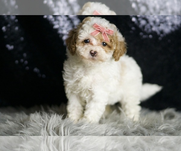 Medium Photo #6 Maltipoo Puppy For Sale in WARSAW, IN, USA