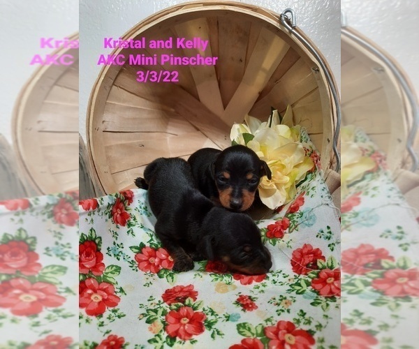 Medium Photo #1 Miniature Pinscher Puppy For Sale in SHIPSHEWANA, IN, USA