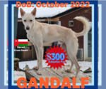 Small #3 Saluki-Whippet Mix
